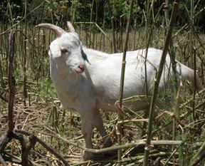 Goat 047