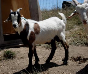 Goat 048