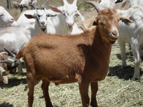 Goat 054