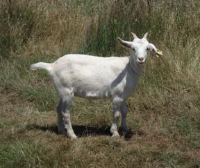 Goat 1026