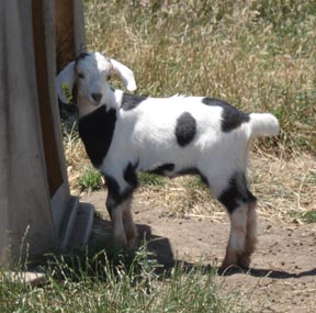 Goat 1046