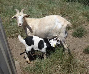Goat 973