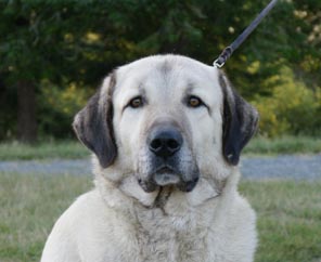 Moose head
              study