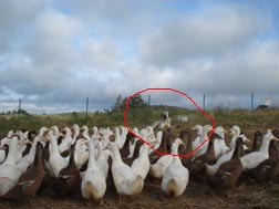 Moose and
              ducks