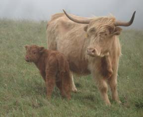Highlander_and_calf