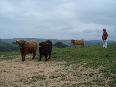 John and
                cows