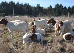 boers