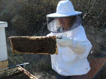 checking bees