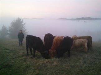 Cows