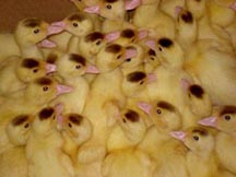 baby ducks