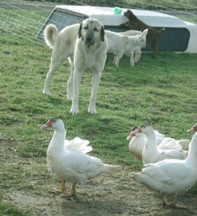 lgd ducks