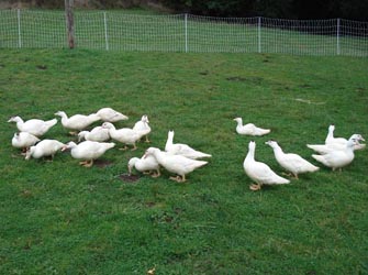 Ducks freely ranging