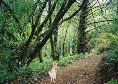 fern walk