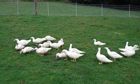 Foraging flock