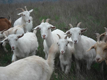 goats on
                    hill