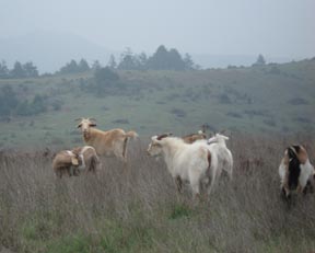 goats