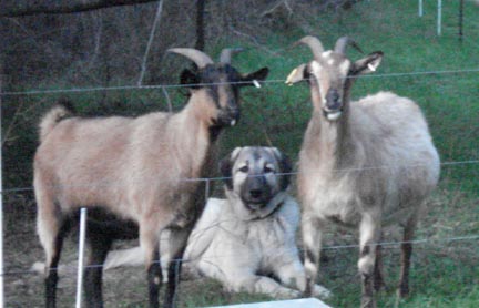 goats and moose