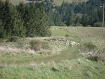 goats going home