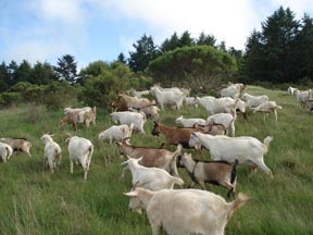 goats