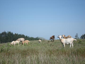 Practical Organic Farming
