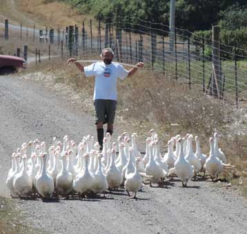 Herding
                geese
