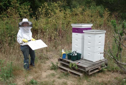 Lesley in the bee meadow