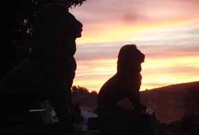 lions