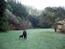 meadow