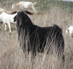 Mingo