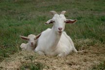 mother goat