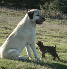 moose and aggie