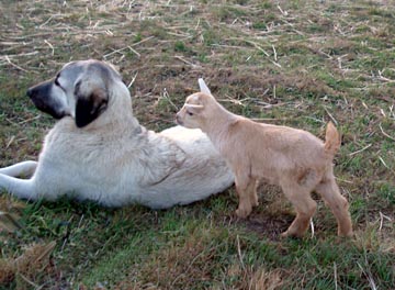 LGD and newborn buck