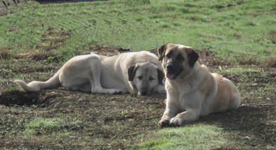 Moose &
              esme