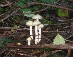 Mushrooms