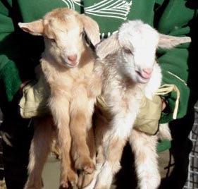 new goaties