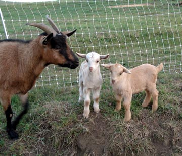 Nutmeg and
                    kid