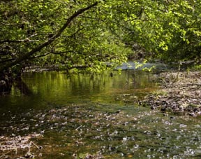salmon creek