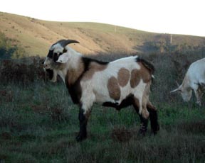 Spotted
                    buckling
