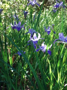 wild iris