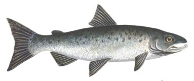 Coho Salmon