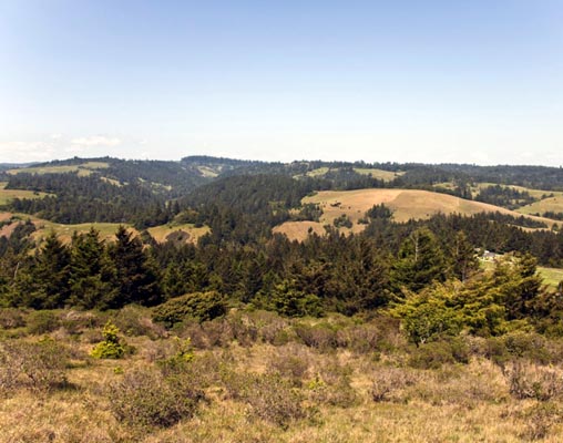 Forest and pasture
