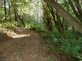 forest trail