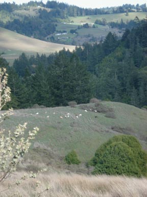 goats in
                    distance