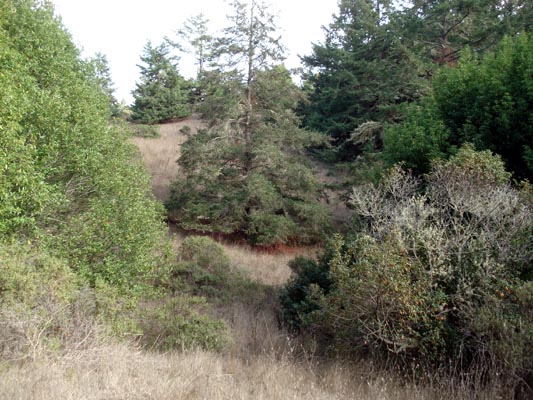 Natural grass and trees