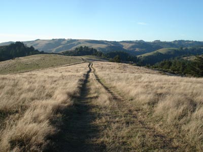 pasture