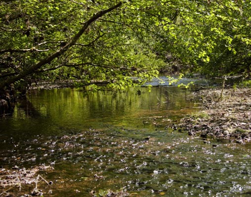 Salmon Creek