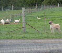 with goats