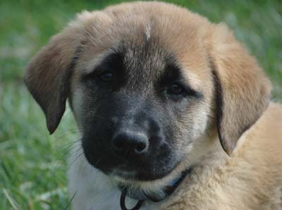 puppyface