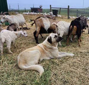 Lily with goats