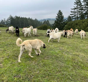 lily
                with goats